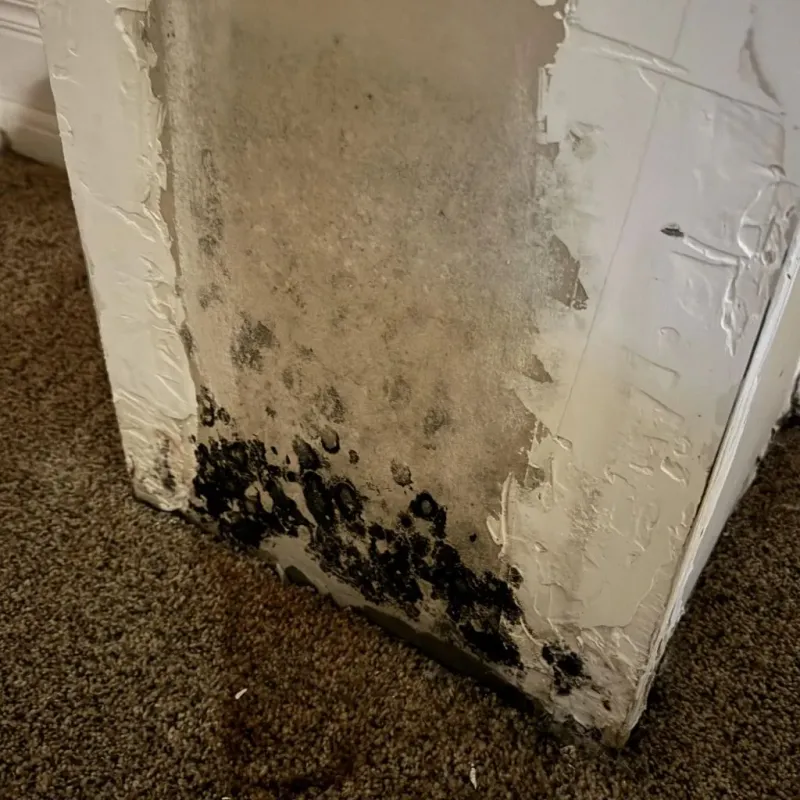 Professional Mold Removal in Woodstown, NJ